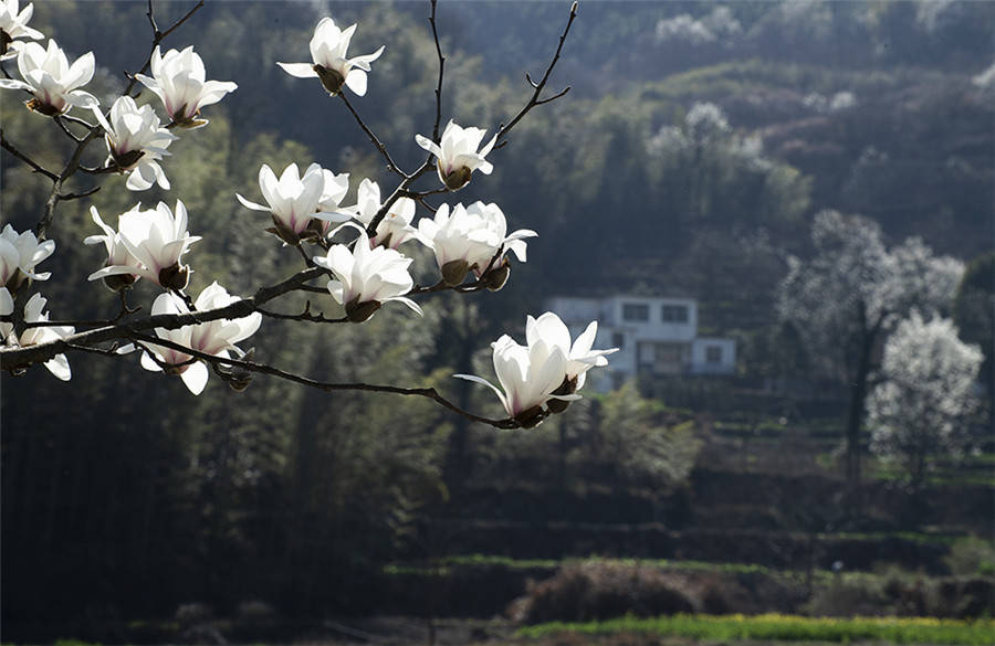 怀宁县石镜乡：望春花开 乡村入画 图/王宝廷