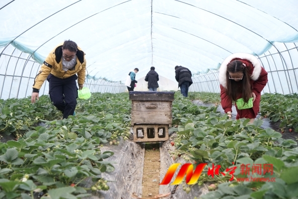 草莓飘香采摘乐2.JPG