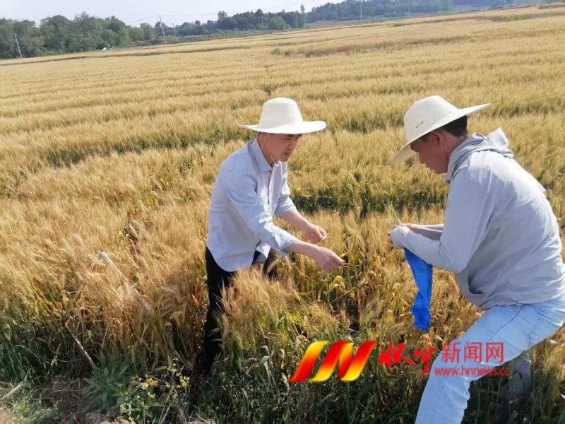 农业科技特派员开展田间小麦测产工作中.png