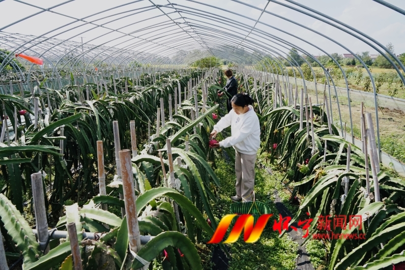 回乡发展 带农增收2.JPG