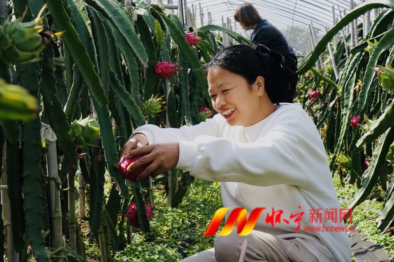 回乡发展 带农增收.JPG