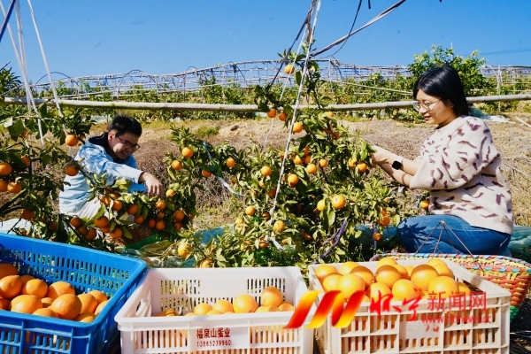 硕果满枝助振兴2.JPG
