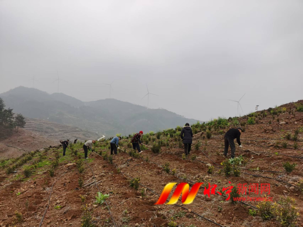 清河乡：黄茶补栽添新绿 茶香赋能促振兴.png