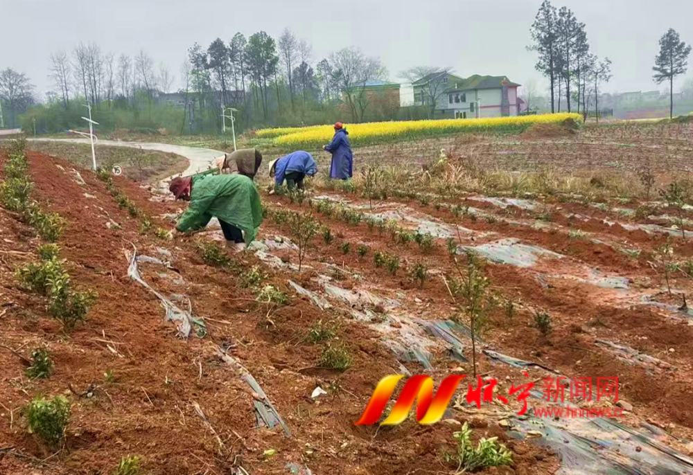 清河乡：黄茶补栽添新绿 茶香赋能促振兴(1)_副本.png