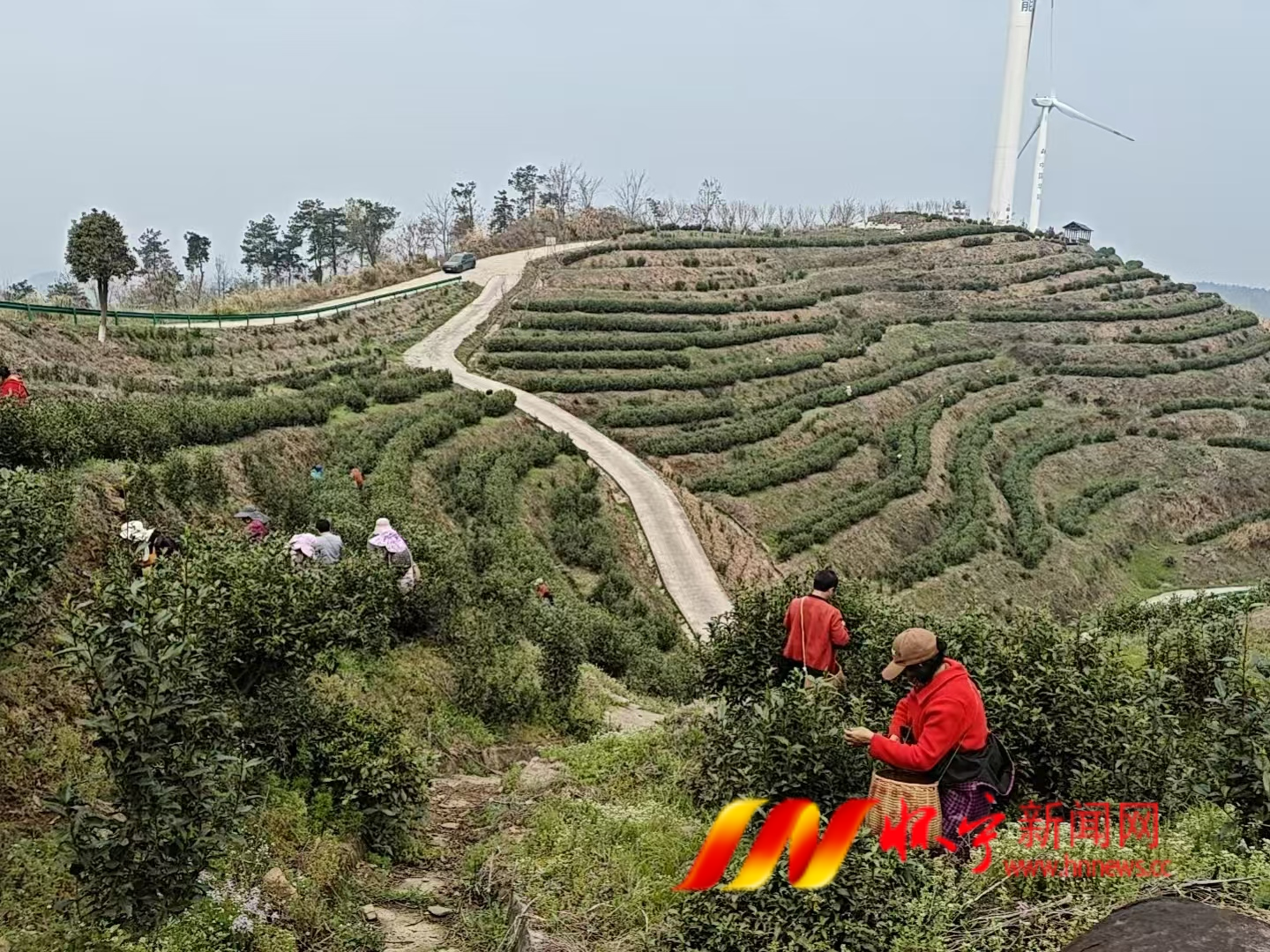 清河乡:抢抓时节采春茶 明前茶香助振兴1png.png