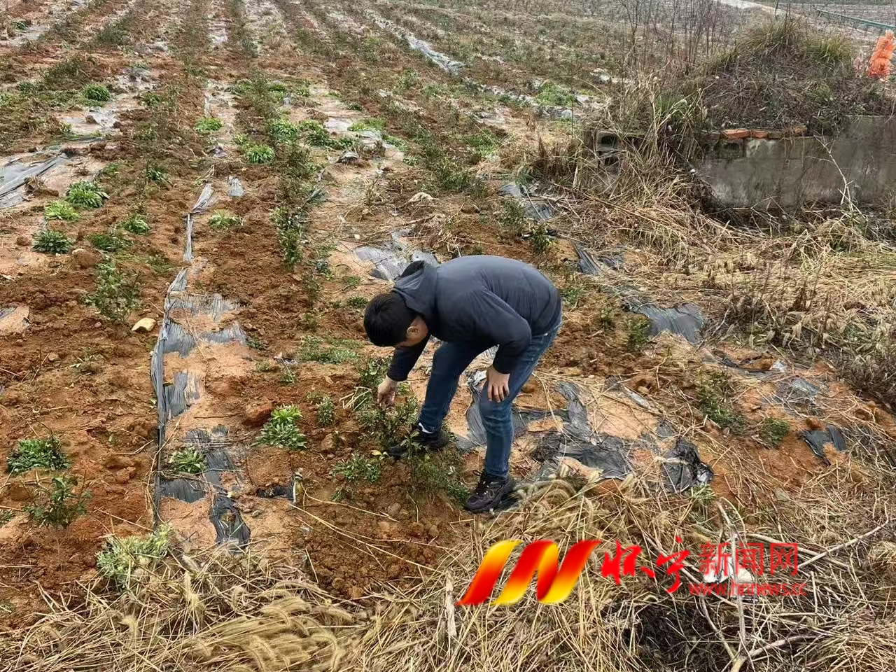 清河乡:春茶种植正当时 技术指导到田间2.png