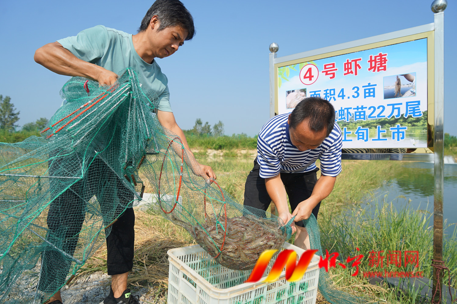 智能养虾 点水成7金.JPG